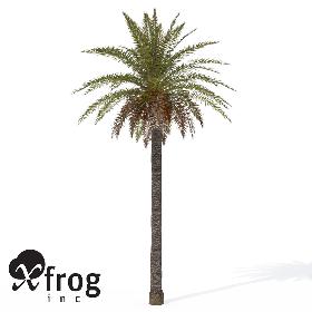 XfrogPlants Canary Date Palm
